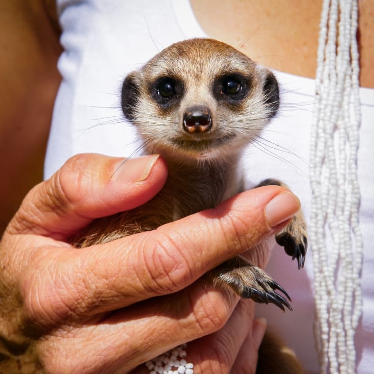 Meerkat slippers best sale