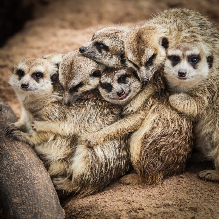 Meerkat Encounter Experience for Two | Find Me A Gift