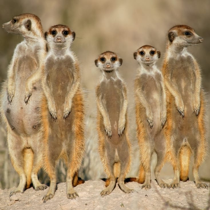 Meerkat Encounter Experience for Two