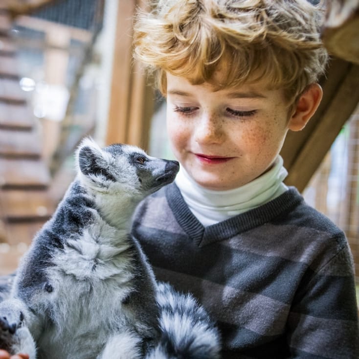 Meet the Meerkats, Servals and Lemurs at Hoo Farm for Two