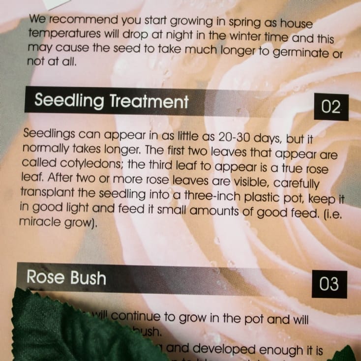 personalised name a rose bush