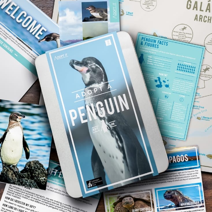 Adopt A Penguin Find Me A Gift