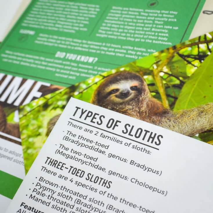 Adopt a Sloth | Find Me A Gift