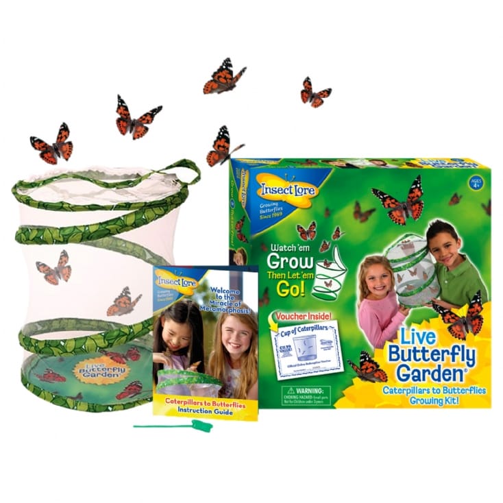 Insect Lore Butterfly Garden Live Butterfly Kit