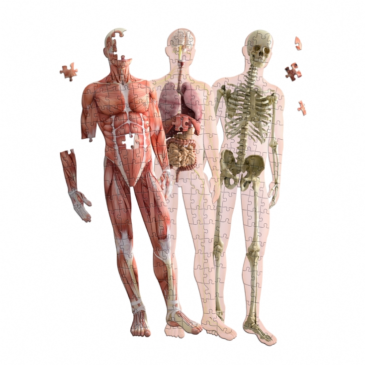 Human Anatomy 3 Layer Puzzle main image 0
