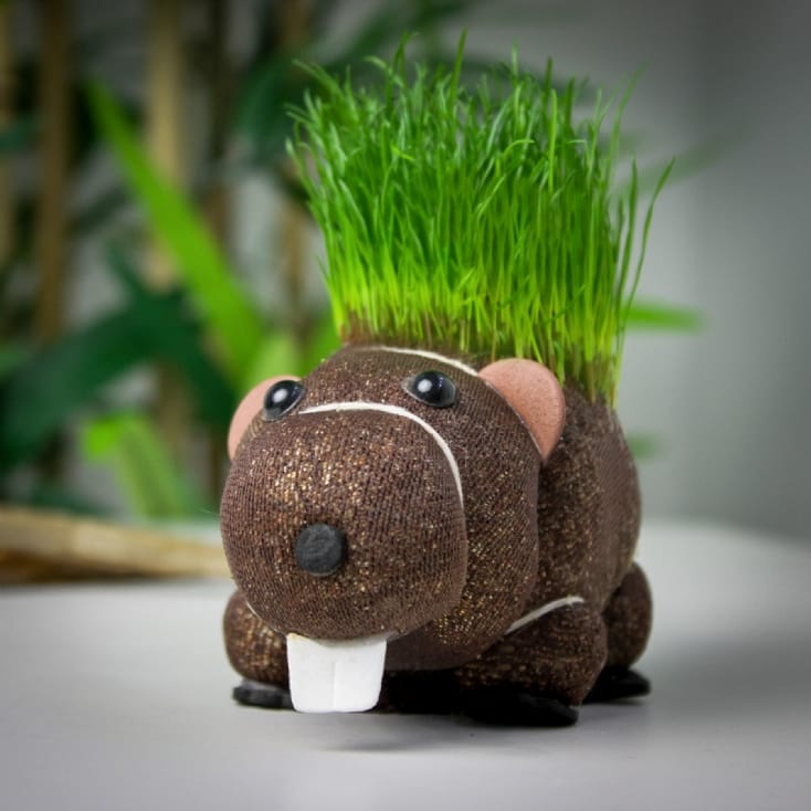Grow Your Own Hairy Beaver | Find Me A Gift