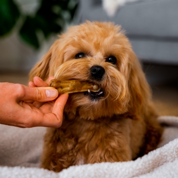3 Month Dog Treat Subscription