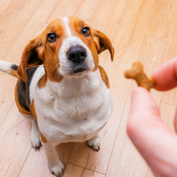 3 Month Dog Treat Subscription