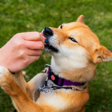 3 Month Dog Treat Subscription