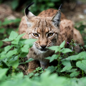 Two Night Stay in a Log Cabin at Badgers Wood, Hoo Zoo and Dinosaur World