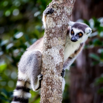 Two Night Stay in a Log Cabin at Badgers Wood, Hoo Zoo and Dinosaur World