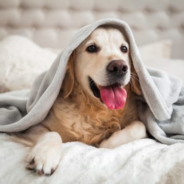 Dog Friendly Hotel Stay 