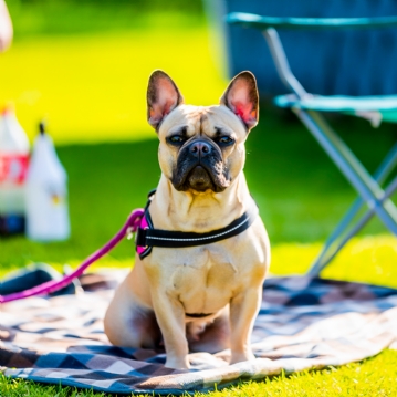 Dog Friendly Hotel Stay 