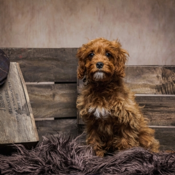 Pet Portrait Voucher