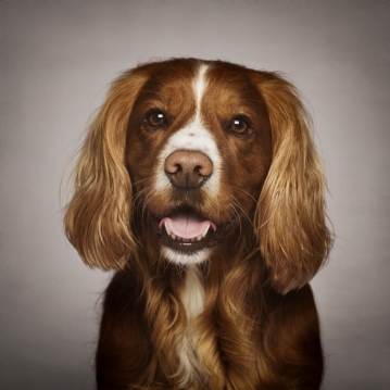 Pet Portrait Voucher