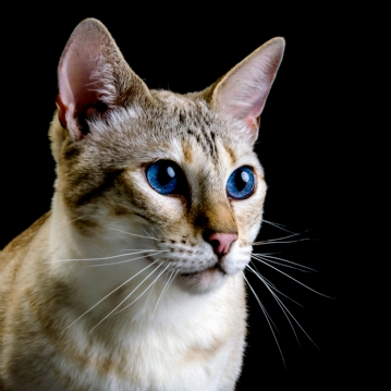 Pet Portrait Voucher