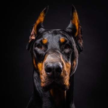 Pet Portrait Voucher