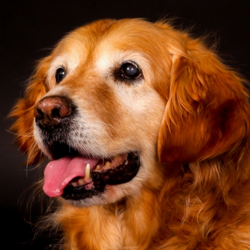 Pet Portrait Voucher