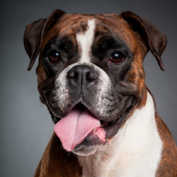 Pet Portrait Voucher