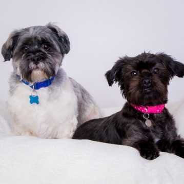 Pet Portrait Voucher