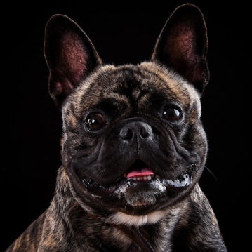 Pet Portrait Voucher