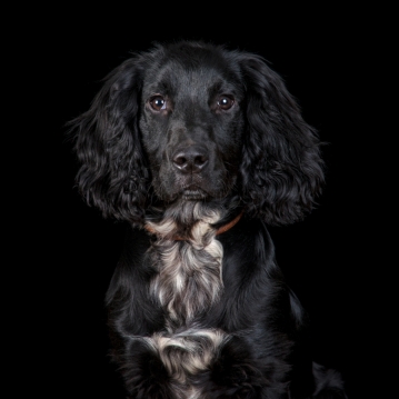 Pet Portrait Voucher