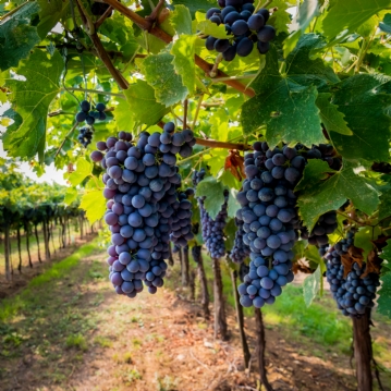 Vineyard Experience With Lunch For Two