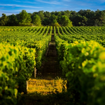 Vineyard Experience With Lunch For Two
