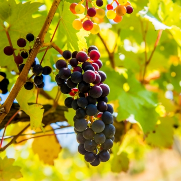 Vineyard Tour and Tasting for Two at Stanlake Park Wine Estate