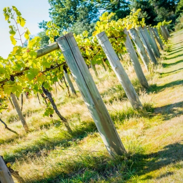 Vineyard Tour and Tasting for Two at Stanlake Park Wine Estate