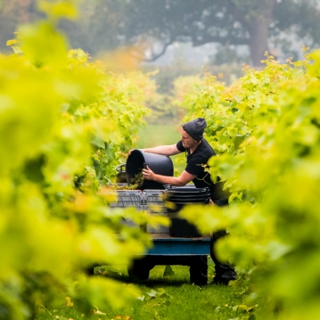 English Vineyard Discovery