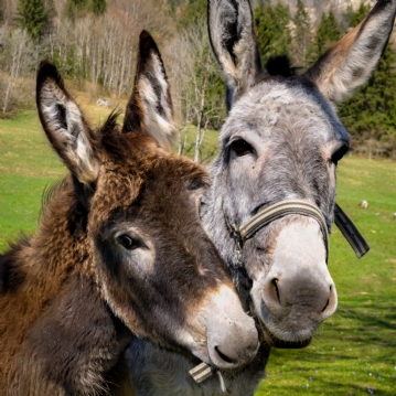 Donkey Picnic for Two at Dashing Donkeys