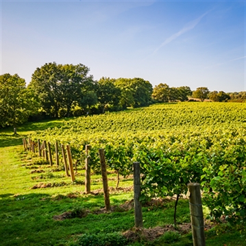Cheese and Wine Tasting for Two with Chapel Down Vineyard