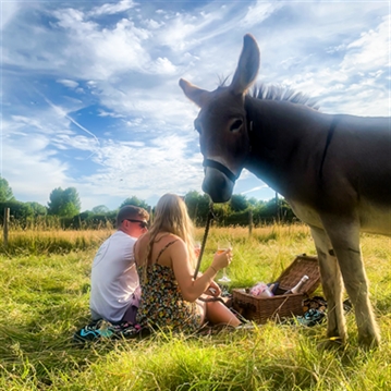 Donkey Picnic for Four at Dashing Donkeys
