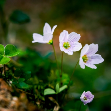 Meditation & Yoga Retreat Day at Synergy Experiences