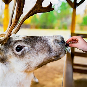 Meet The Reindeer for Two