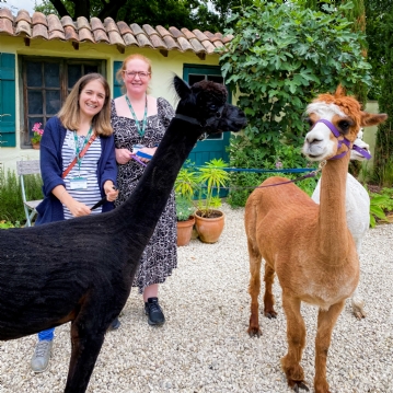 Meet & Greet the Alpacas