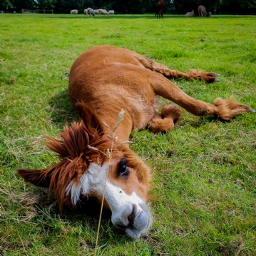 Meet & Greet the Alpacas
