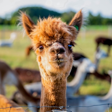 Meet & Greet the Alpacas