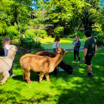 Meet & Greet the Alpacas