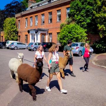 Meet & Greet the Alpacas