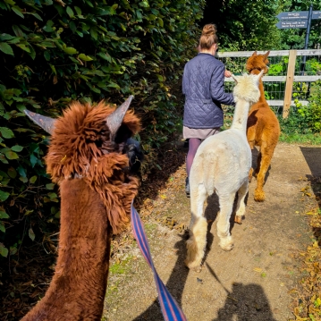 Meet & Greet the Alpacas