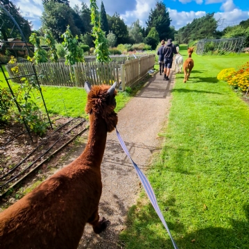 Meet & Greet the Alpacas