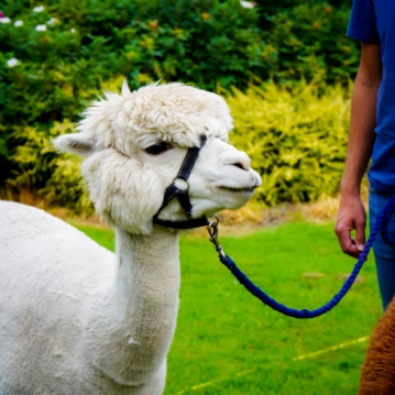 Meet & Greet the Alpacas