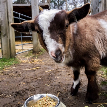 Family Goat Walk