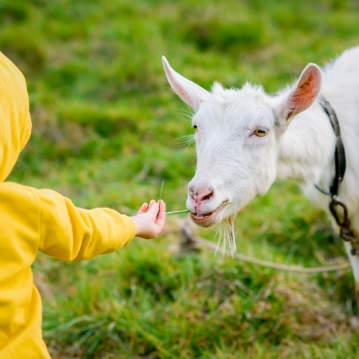 Family Goat Walk