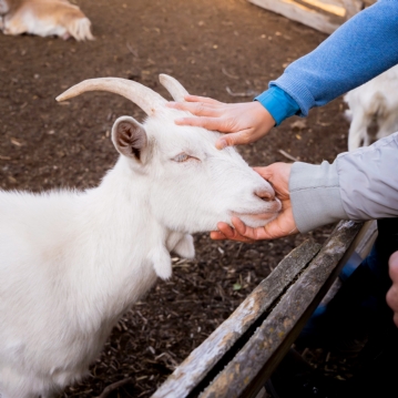 Family Goat Walk