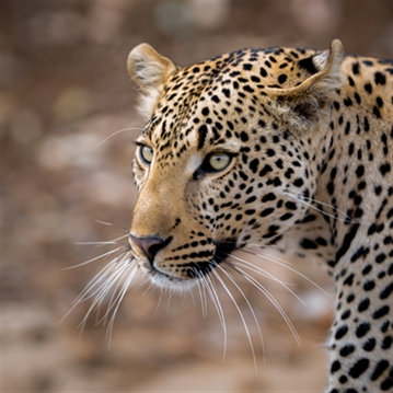 Entrance to Chester Zoo for Two with Overnight Stay