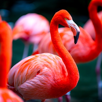 Entrance to Chester Zoo for Two with Overnight Stay