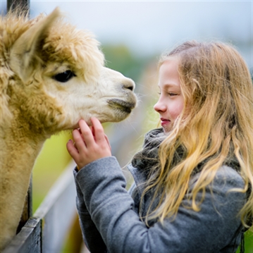 Alpaca Walk for a Family of Four 